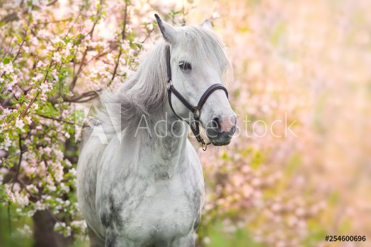 Bild på White horse portrait in spring pink blossom tree